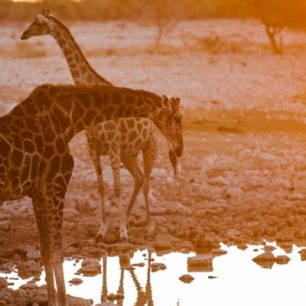 Žirafy pijí u pramene, Namibie