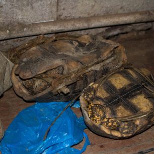 Žel, vy budete na polívku, Río Napo, Peru