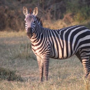 Nesmí chybět výlet za zvířaty, Afrika