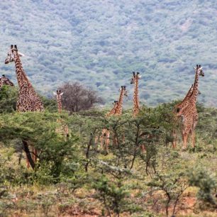 Pozorování žiraf, Afrika