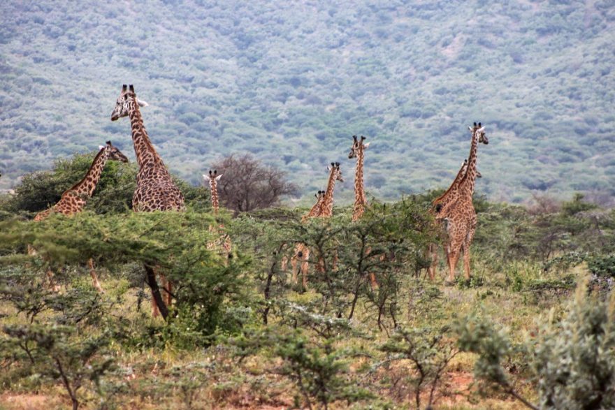 Pozorování žiraf, Afrika