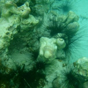 Rozmanitý podmořský svět, Filipíny