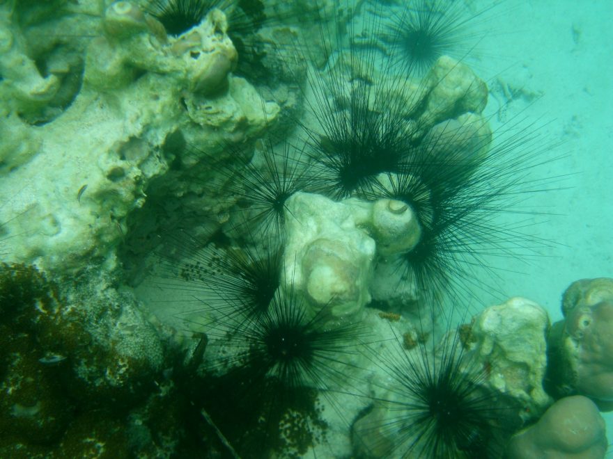 Rozmanitý podmořský svět, Filipíny