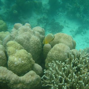 Šnorchlování u Filipín stojí za to, Filipíny