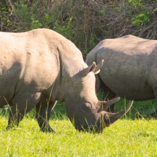 Objevte krásu Afriky s cestovní kanceláří Dream Africa