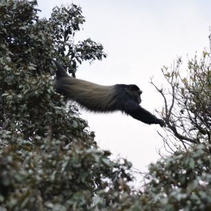 Národní park Nyungwe Forest, Rwanda
