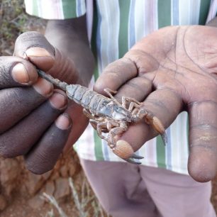 Jezero Baringo, Keňa