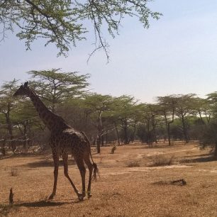 Safari, Tanzánie