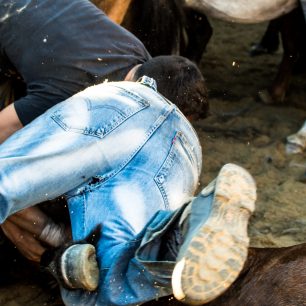 Při krocení koní je potřeba spolupráce, Sabucedo, Španělsko