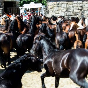 Koně jsou sice vyplašení, ale jinak se jim nestane nic špatného, Sabucedo, Španělsko