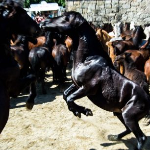 Koně jsou sice vyplašení, ale jinak se jim nestane nic špatného, Sabucedo, Španělsko