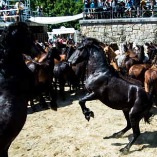 Koně jsou sice vyplašení, ale jinak se jim nestane nic špatného, Sabucedo, Španělsko