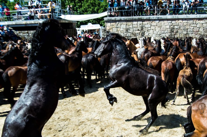 Koně jsou sice vyplašení, ale jinak se jim nestane nic špatného, Sabucedo, Španělsko