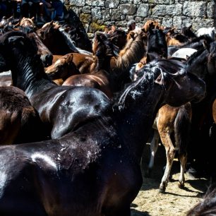Koně jsou sice vyplašení, ale jinak se jim nestane nic špatného, Sabucedo, Španělsko