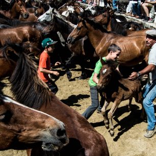 Koně jsou sice vyplašení, ale jinak se jim nestane nic špatného, Sabucedo, Španělsko
