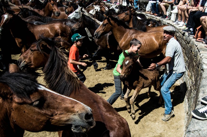 Koně jsou sice vyplašení, ale jinak se jim nestane nic špatného, Sabucedo, Španělsko