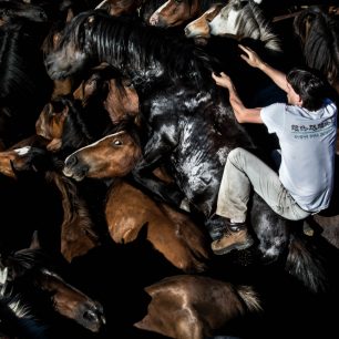 Koně jsou sice vyplašení, ale jinak se jim nestane nic špatného, Sabucedo, Španělsko