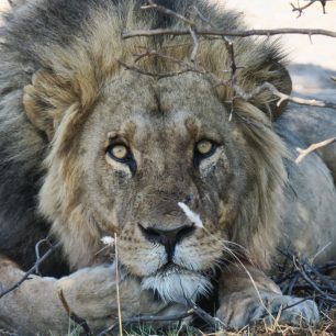 Lvi na safari, Botswana