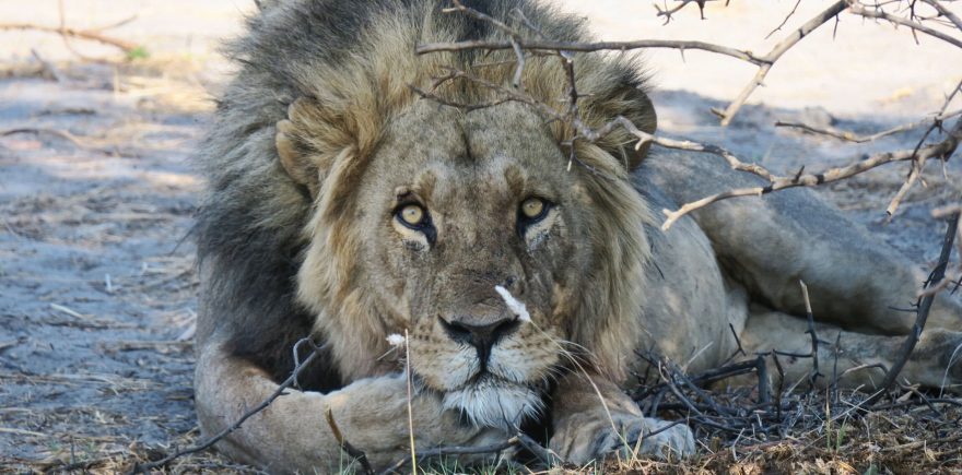 Lvi na safari, Botswana