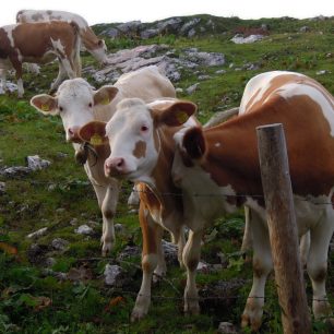 Holou kůži jsem si před krávami zachránil za ohradou s ostnatým drátem před chatou. Rakousko