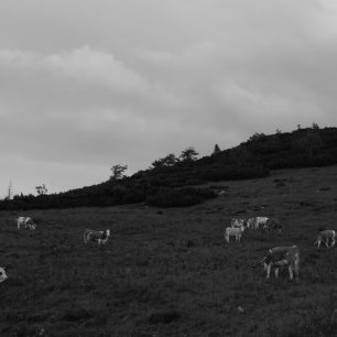 Místní krávy ještě v klidovém stádiu. Rakousko