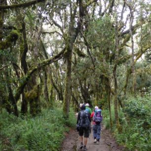 Začátek treku vede pralesem, Kilimandžáro, Afrika