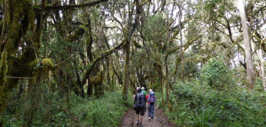 Začátek treku vede pralesem, Kilimandžáro, Afrika