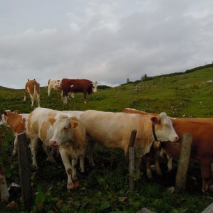 Očividně jsem je zaujal. Rakousko