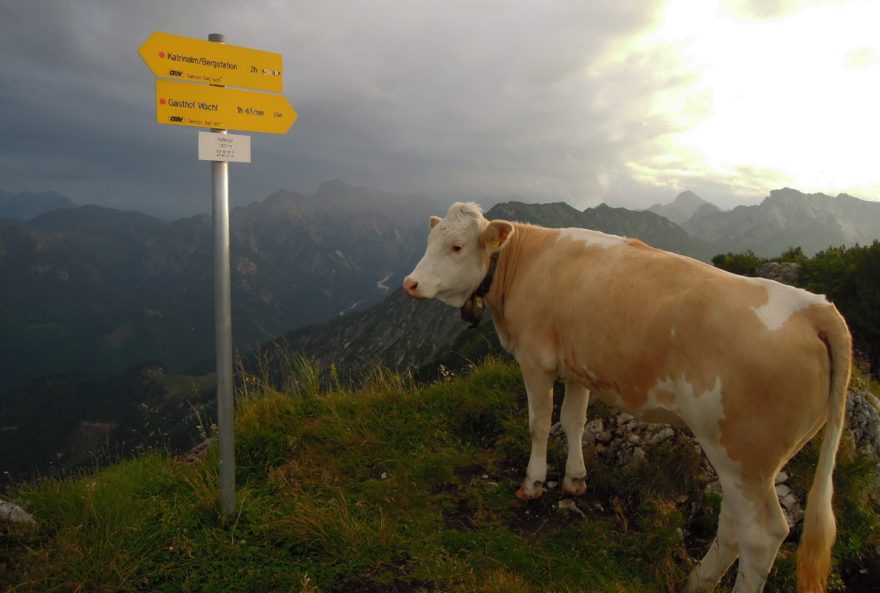 I krávy se chtěly podívat na vrchol. Rakousko