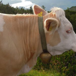 Žádné bohulibé krmení, místo toho krávy otočily hlavy a všechny se rozeběhly za mnou! Rakousko