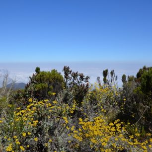 V čím výš jste, tím méně rostlin zde roste, Kilimandžáro, Tanzánie