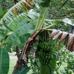 Čerstvé banány přímo ze stromu, Las Terrazas, Kuba