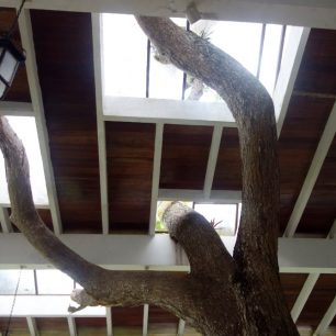 Strom prorůstající hotelem, Las Terrazas, Kuba