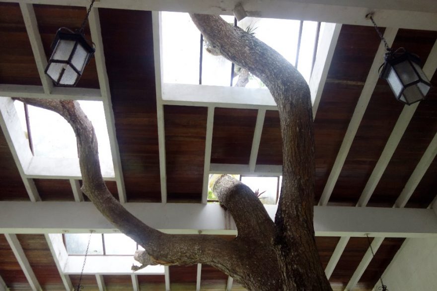 Strom prorůstající hotelem, Las Terrazas, Kuba