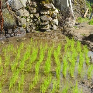 Pěstování rýže, Filipíny