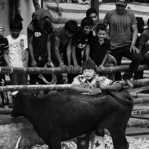 Komik využil býkovu upřenou pozornost na jedno z diváků a tahá jej za ocas , což je pro obecenstvo jedním z vrcholů adrenalinu. Ekvádor