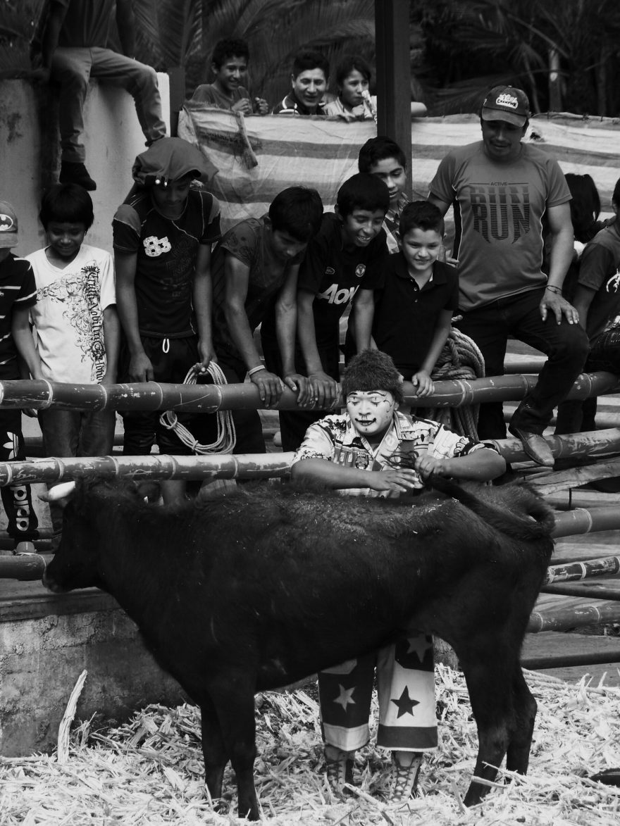 Komik využil býkovu upřenou pozornost na jedno z diváků a tahá jej za ocas , což je pro obecenstvo jedním z vrcholů adrenalinu. Ekvádor