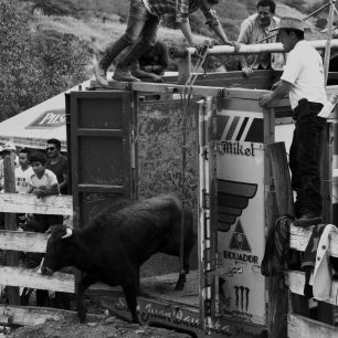 Několik dlouhých min ut trvalo místním kovbojům než holemi vystrkali býka z kamionu. Nebezpečná zábava může začít. Ekvádor