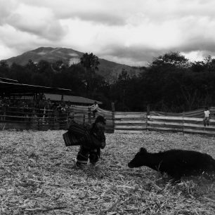 Odvaha a mrštnost jsou pro komiky nezbytností. Nervy drásající útok býka  je opět jen výtřelem nazdařbůh. Dovedný klaun se mu opět vyhne bez sebemenších problémů. Ekvádor