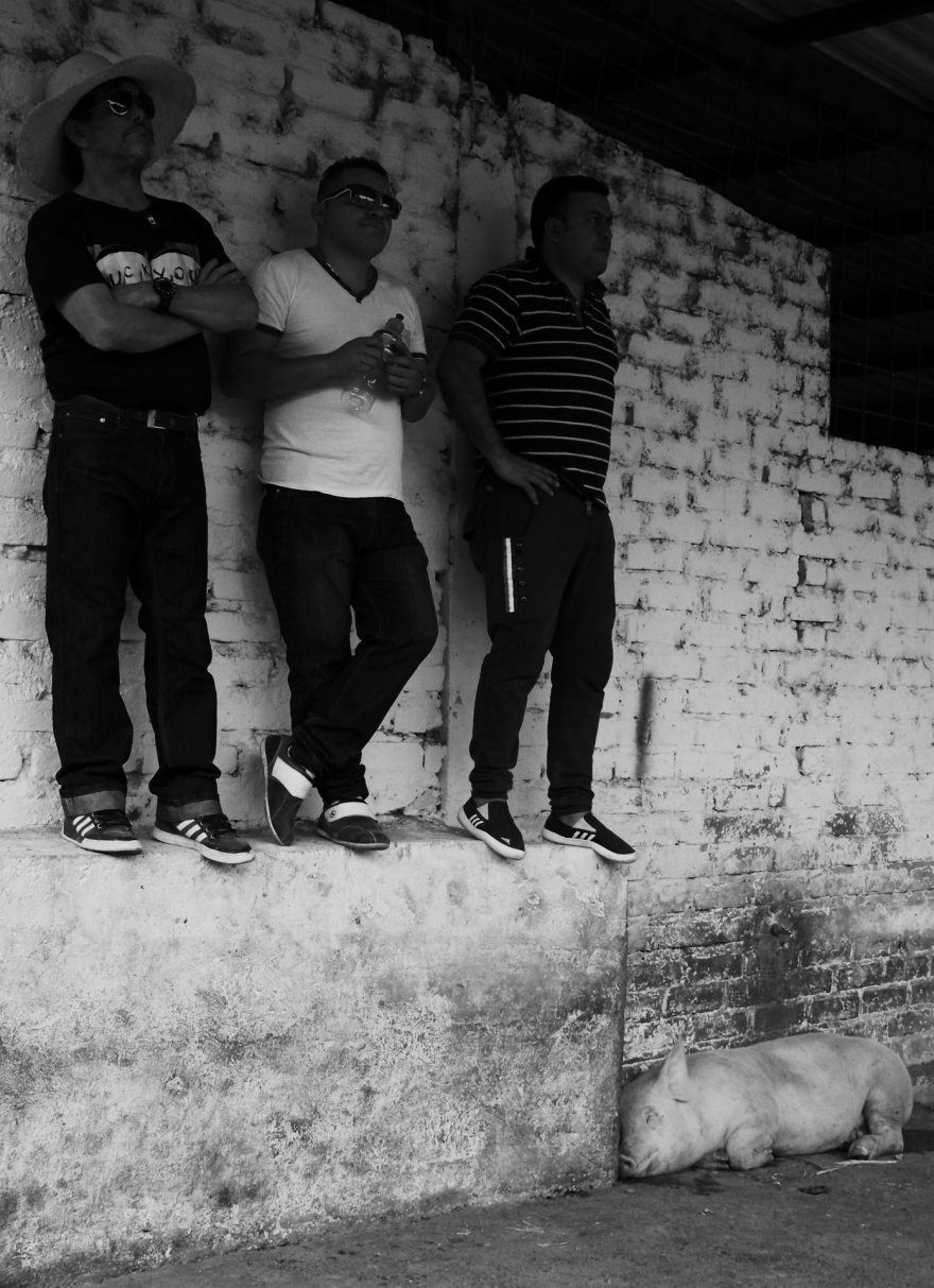 Tři kumpáni se vesele baví Na tauríně. Kousek od ohrady býků je vepřinec. Nyní je však obýván jen jedním pašíkem. Ekvádor