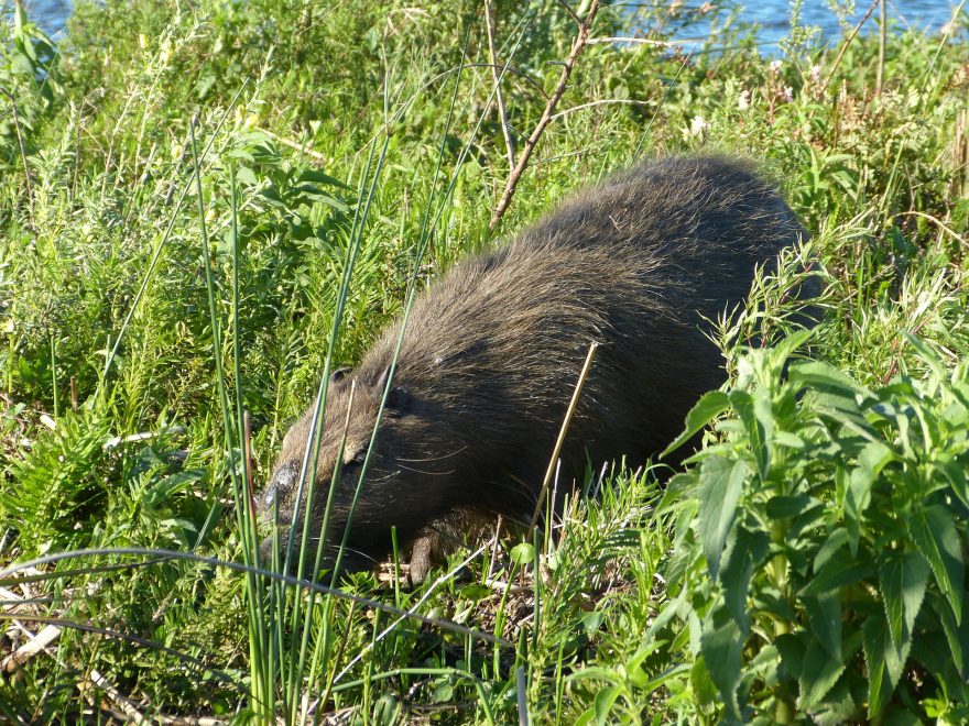 Kapybara v trávě, Argentina
