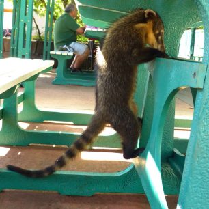 Medvídek nosál, Argentina