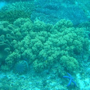 K vidění je spousta korálů, Filipíny