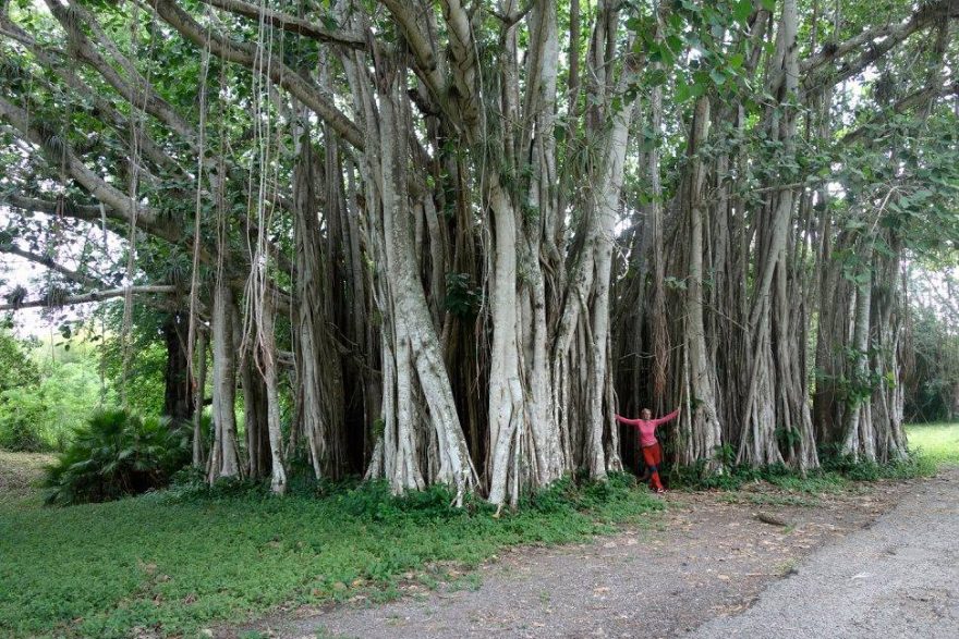 V botanické zahradě, Kuba