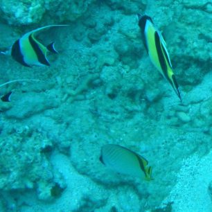 Moře je plné ryb, Filipíny