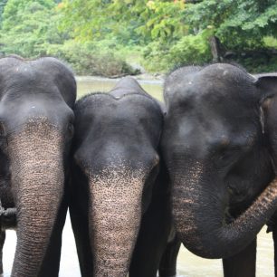 Sloni na Sumatře, Sumatra, Indonésie
