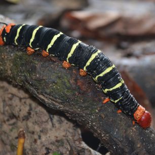 Amazonský prales je plný života, Peru