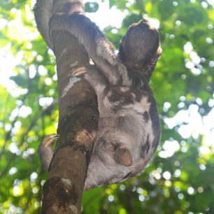 Lenochod v pohybu, to je rarita, Peru