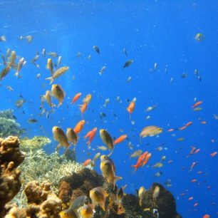 Potápění s pestrobarevnými rybičkami, Indonésie
