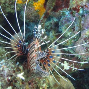 Potápění s perutýny, Indonésie